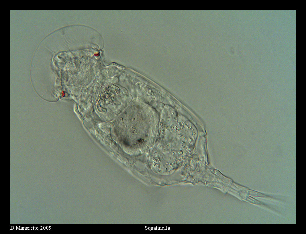 Squatinella